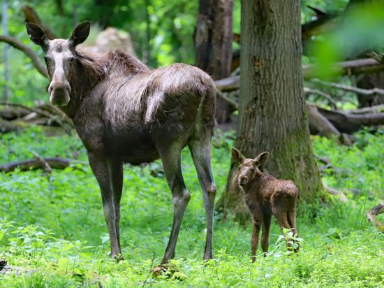 Eine Elchkuh und ein Jungtier stehen im Tierpark Oberwald in Karlsruhe