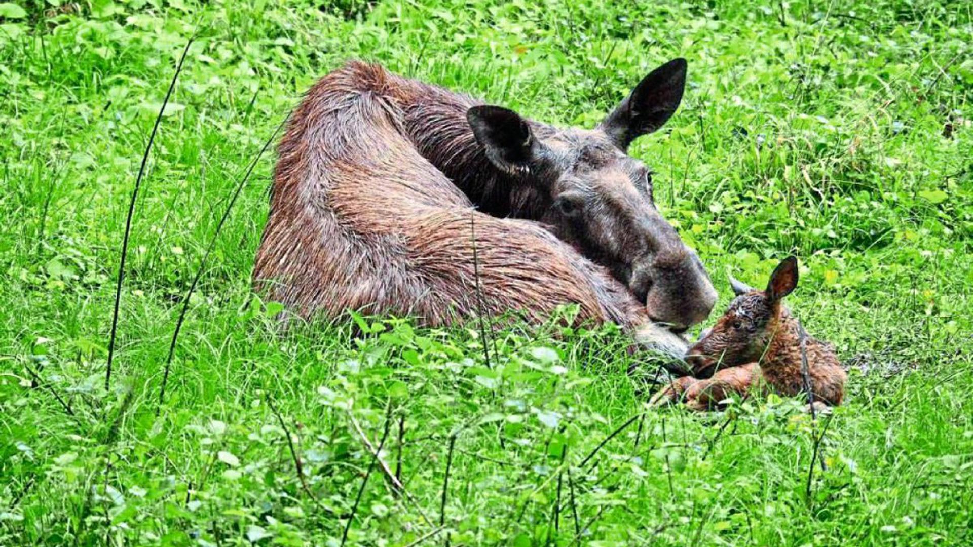 Traurige Nachricht aus dem Tierpark Oberwald in Karlsruhe: Das kleine Elch-Baby, das erst vor wenigen Tagen geboren wurde, ist tot.