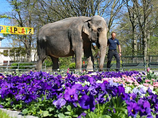 Revierleiter Robert Scholz spaziert mit Elefantenkuh Nanda durch den Karlsruher Zoo.