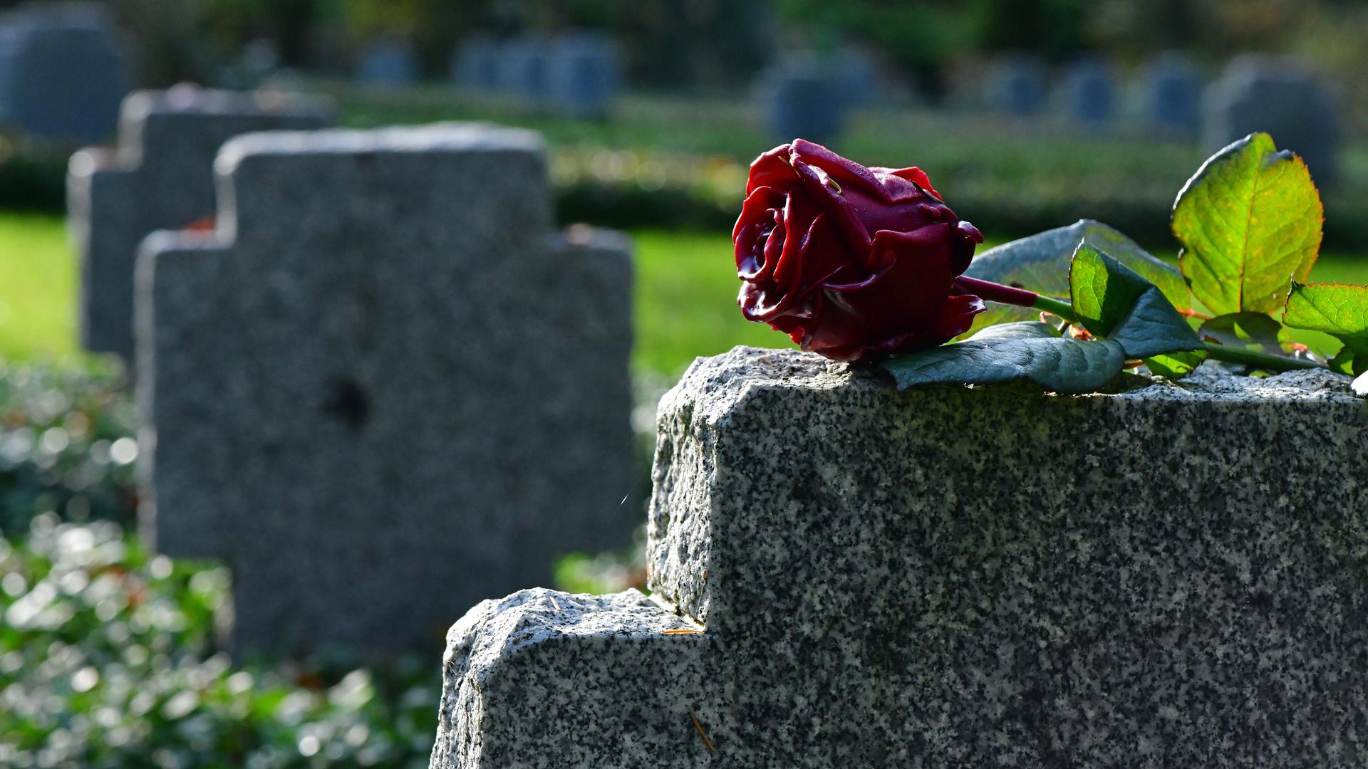 Eine Rose liegt auf einem Grabstein auf der Kriegsgräberstätte auf dem Historischen Friedhof. Die diesjährige zentrale Gedenkveranstaltung zum Volkstrauertag in Thüringen findet am 15. November 2020 in Apolda statt. In diesem Jahr steht der Volkstrauertag im Zeichen von «75 Jahre Kriegsende». Im April 1945 endete der Zweite Weltkrieg in Thüringen mit dem Einmarsch der US-Streitkräfte. +++ dpa-Bildfunk +++