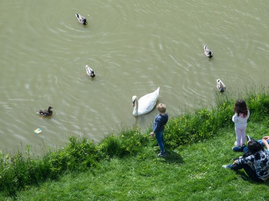 Kinder füttern am 25.05.2017 am Ufer des Maschteichs in Hannover (Niedersachsen) Enten und ein Schwan. Sie genießen dabei die Sonne. Foto: Silas Stein/dpa +++(c) dpa - Bildfunk+++ | Verwendung weltweit