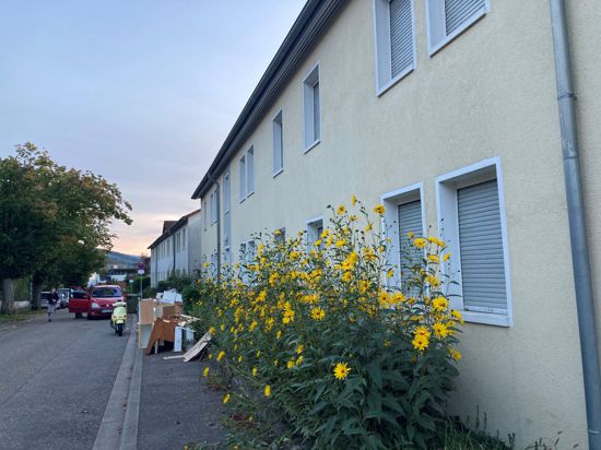 In den Wohnungen der Alba Baugenossenschaft in der Adolf-Kolping-Straße sind die Rollläden runtergelassen, vor den Fenstern wachsen Blumen in die Höhe. 
