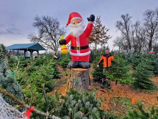 Hingucker: Beim Weihnachtsbaumverkauf am Seehof winkt ein übergroßer Nikolaus den Kunden zu. 