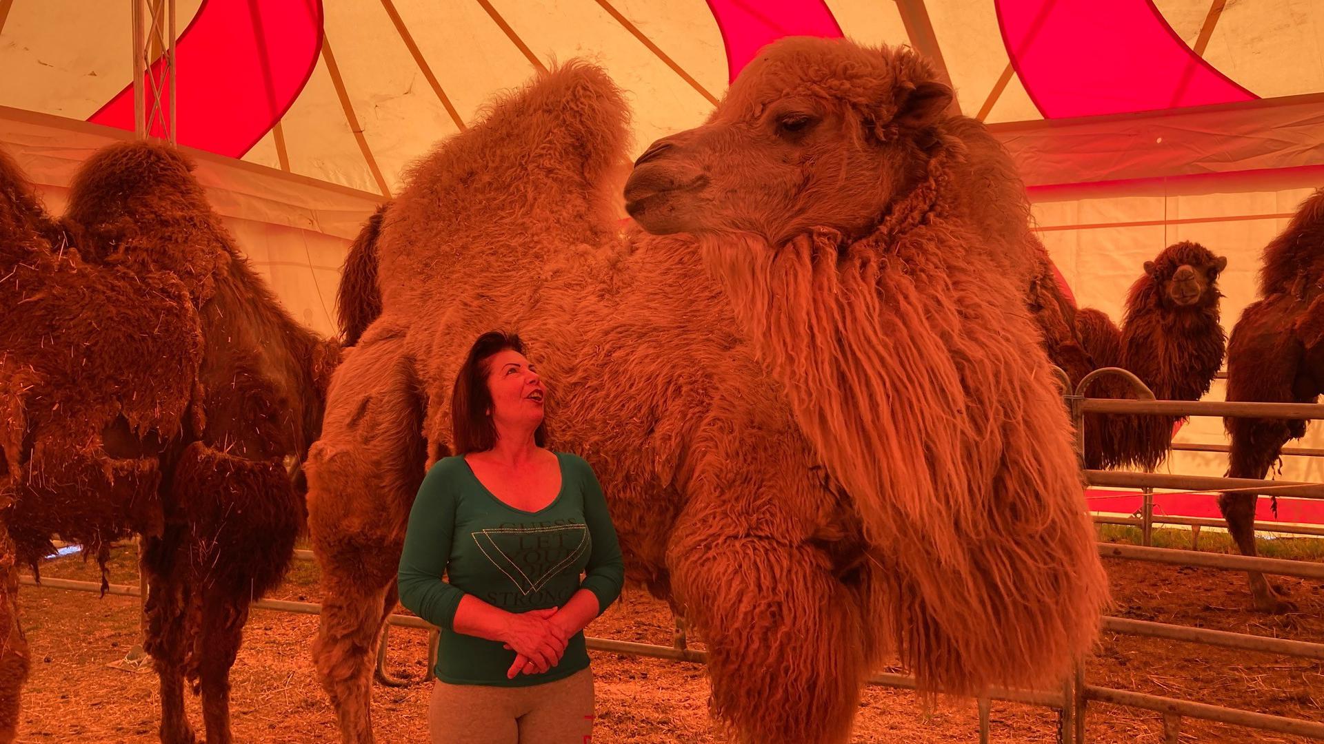 Kamel mit Frau