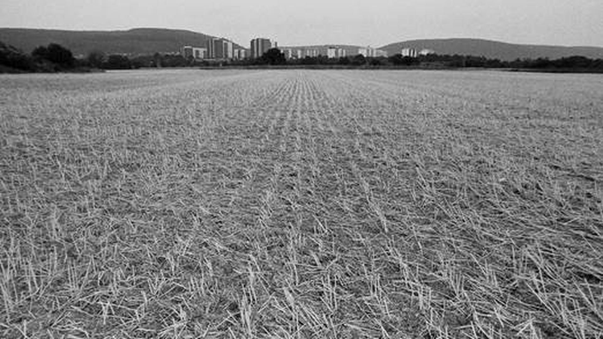 Schwarz-Weiß-Aufnahme von einem Feld, in der Ferne sieht man die Hochhäuser von Ettlingen-Neuwiesenreben
