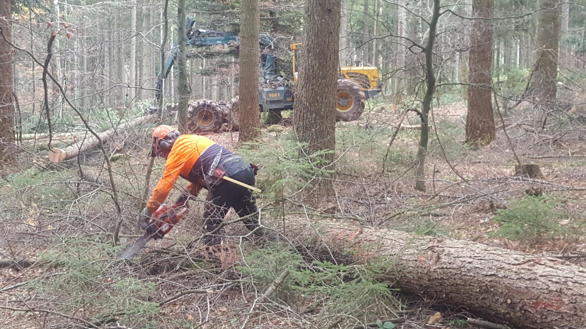 Waldarbeiter beim Holzeinschlag