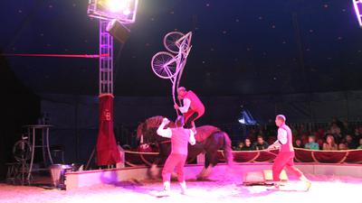 Höhepunkt und Abschluss des Programms: Circus-Chef Harry Frank springt mit einem echten Trabrennbahn-Sulky auf den Rücken seines Pferdes. 