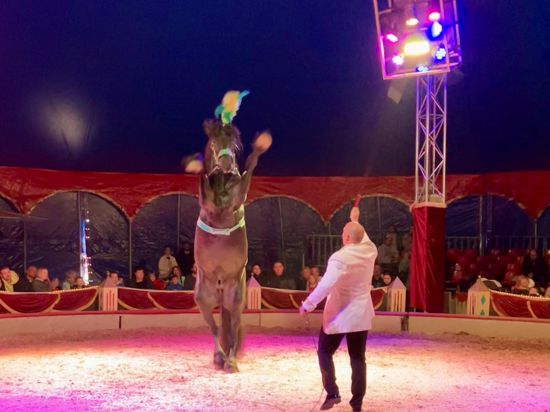 Nino Frank lässt riesige Friesenpferde im Cirkus Bely tanzen.