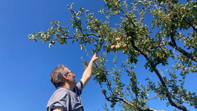 Rainer Axtmann begutachtet einen der Apfelbäume auf einer Wiese in Marxzell-Pfaffenrot. 