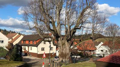 Beeindruckend: Die Linde im Ettlinger Stadtteil Schluttenbach ist vermutlich rund 600 Jahre alt. 