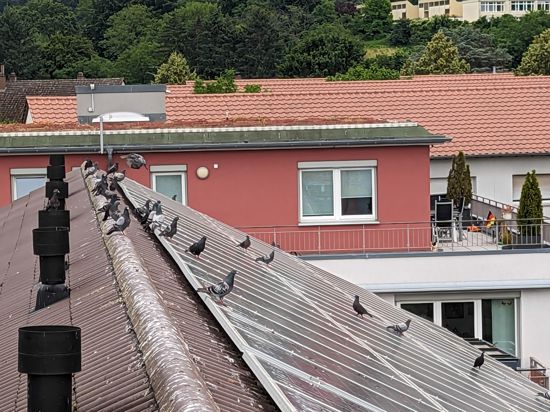 Die Tauben auf dem Dach: Die Vögel haben Dach-Photovoltaikanlagen also Domizil für sich entdeckt. In großer Zahl wird auch unter den Solarmodulen genistet. Das bringt Probleme.