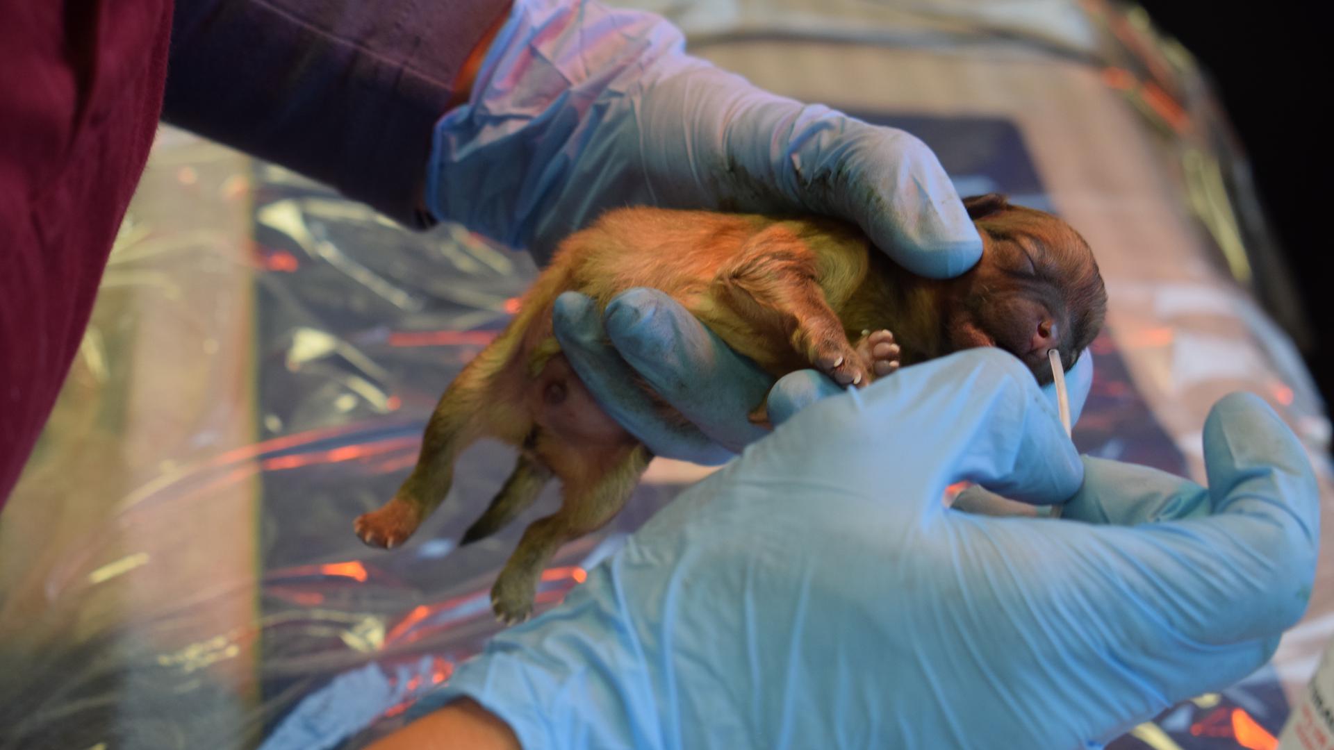 Nach dem Kaiserschnitt: Eine Mitarbeiterin der Ettlinger Kleintierklinik saugt bei einem Hundewelpen das Fruchtwasser aus der Nase. Direkt nach der Geburt brauchen die Kleinen Hilfe, um eigenständig atmen zu können.