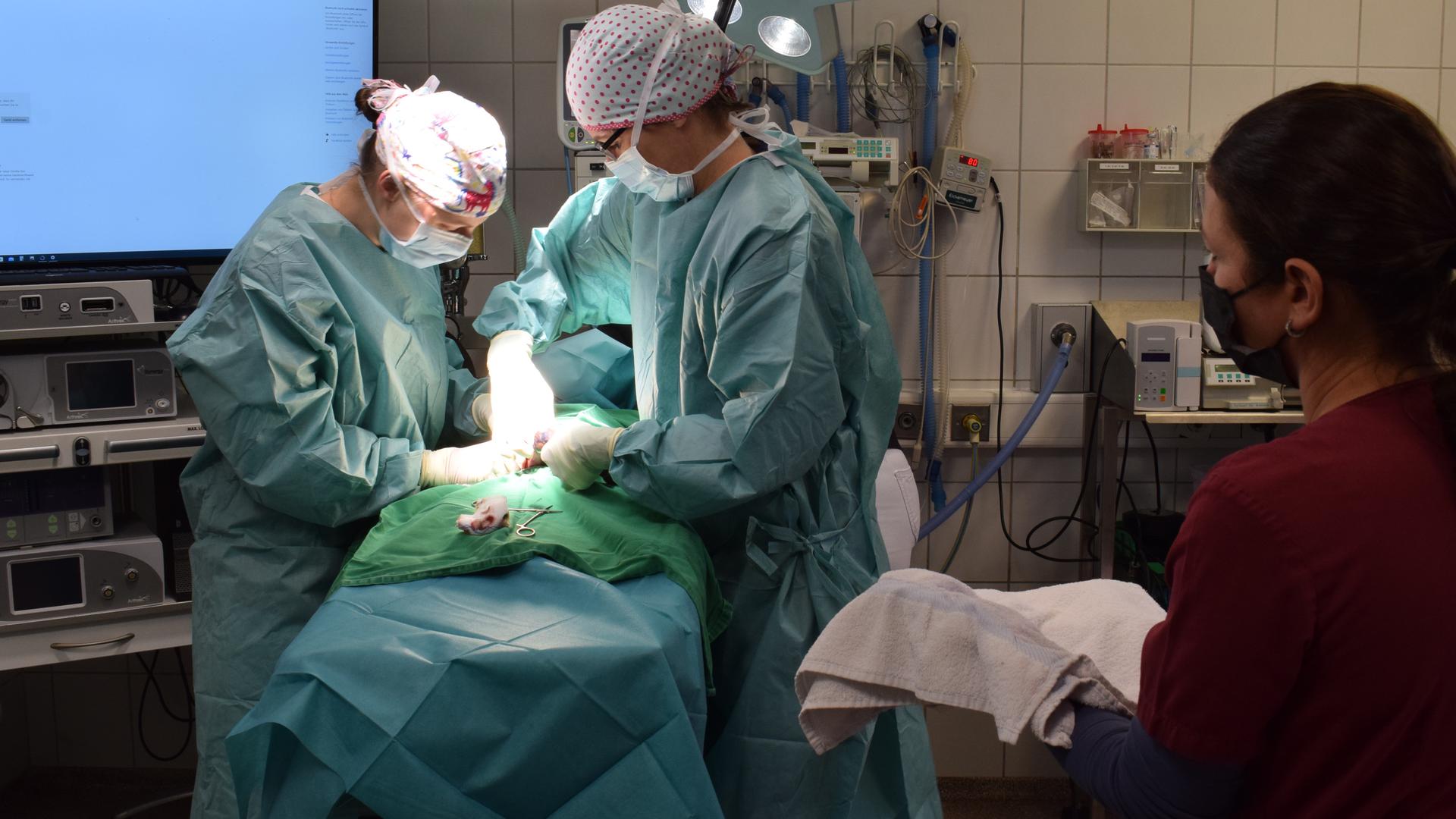 Jeder Handgriff muss sitzen: Die Ärztinnen beim Not-Kaiserschnitt an einer Hündin in der Ettlinger Kleintierklinik.