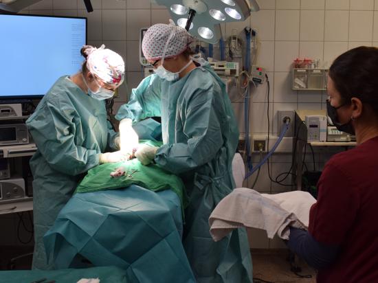 Jeder Handgriff muss sitzen: Die Ärztinnen beim Not-Kaiserschnitt an einer Hündin in der Ettlinger Kleintierklinik.
