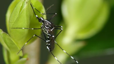 Kann Krankheitserreger übertragen: Die asisatische Tigermücke ist auf dem Vormarsch in der Region. 