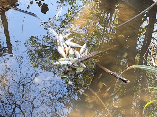 Kein schöner Anblick: Tote Fische trieben vor wenigen Tagen in einem Bach, der vom Horbachsee abgeht.