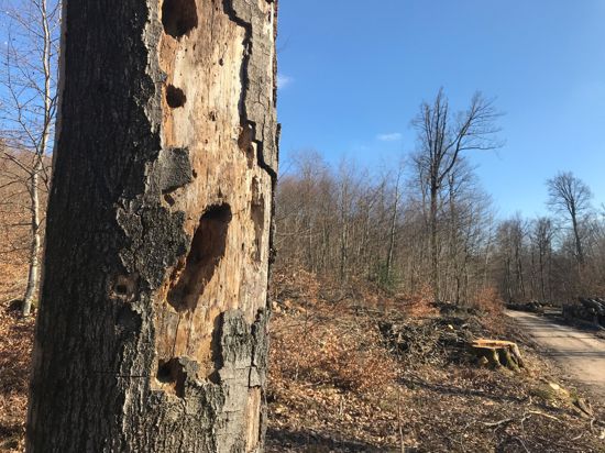 Wertvoller Lebensraum für Insekten: Die Erhaltung von sogenanntem Totholz ist eines der Ziele, die die Stadt Bad Herrenalb in der Bewirtschaftung ihres Gemeindewaldes verfolgt.