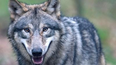 Ein Wolf läuft durch ein Freigehege im Wildpark Alte Fasanerie. (zu dpa «Hessen hat zweiten sesshaften Wolf») +++ dpa-Bildfunk +++