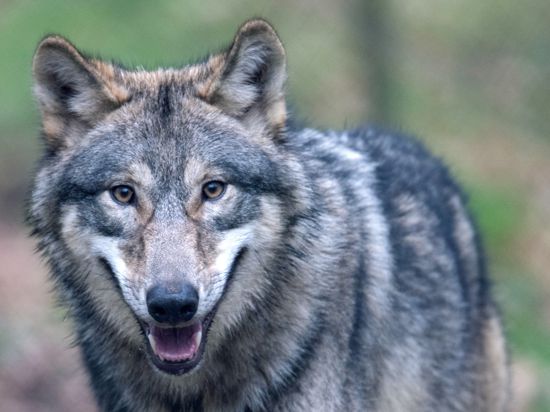 Ein Wolf läuft durch ein Freigehege im Wildpark Alte Fasanerie. (zu dpa «Hessen hat zweiten sesshaften Wolf») +++ dpa-Bildfunk +++