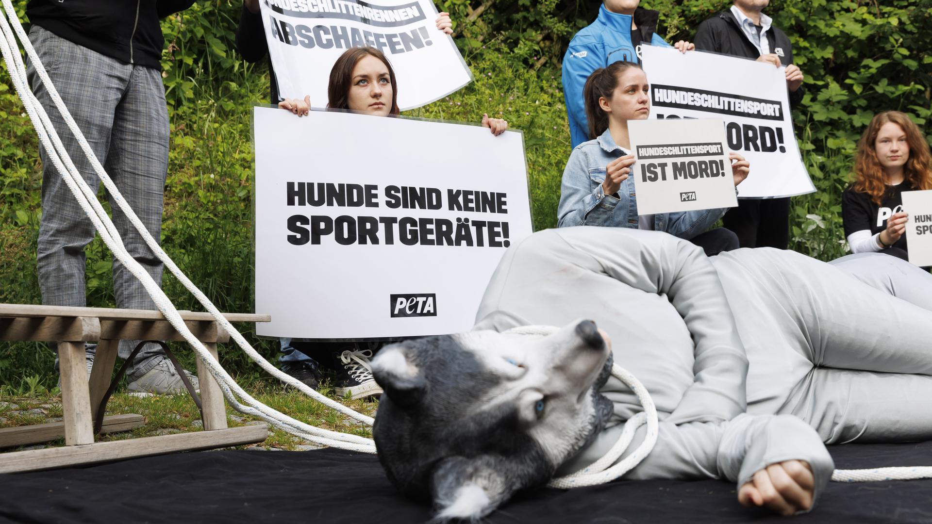 Die Tierschutzorganisation Peta macht eine Protestaktion gegen Schlittenhunderennen vor Prozessbeginn wegen toter Schlittenhunde vor dem Gericht. 