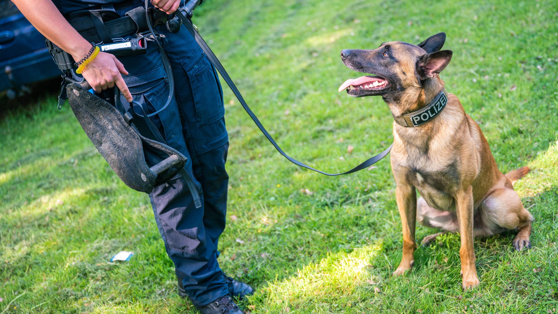 Polizeihund mit Hundeführer
