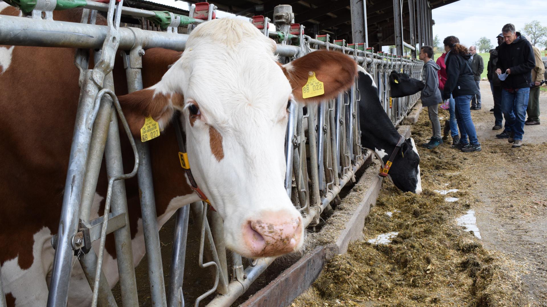 Besuch im Stall: In Langensteinbach hält Milchbauer Knodel 80 Kühe. Im Rahmen der Aktion“Gläserne Produktion“ konnten Interessierte sich den Hof anschauen.