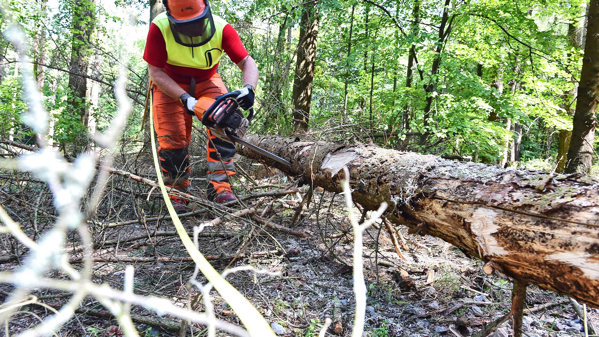 Ein Waldarbeiter arbeitet mit der Motorsäge an einem gefällten Baum.