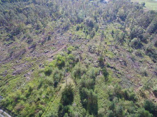 Der Sturm hat gewütet: Viel Platz ist im Malscher Hardtwald, wie diese Drohnenaufnahme zeigt. Ein Wiederbewaldungskonzept sieht die Neupflanzung von hitzeresistenten Bäumen vor.