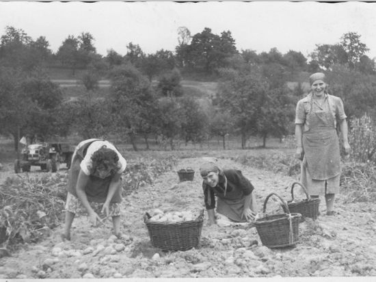 Kartoffelernte in den 1950ern