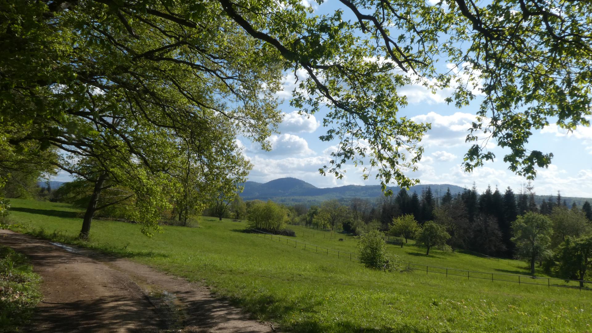 Saumweg mit Schwarzwald im Hintergrund