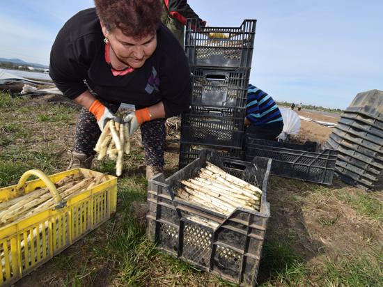 Eine Saisonarbeiterin packt auf dem Feld in Neumalsch frisch geernteten Spargel in eine Kiste.