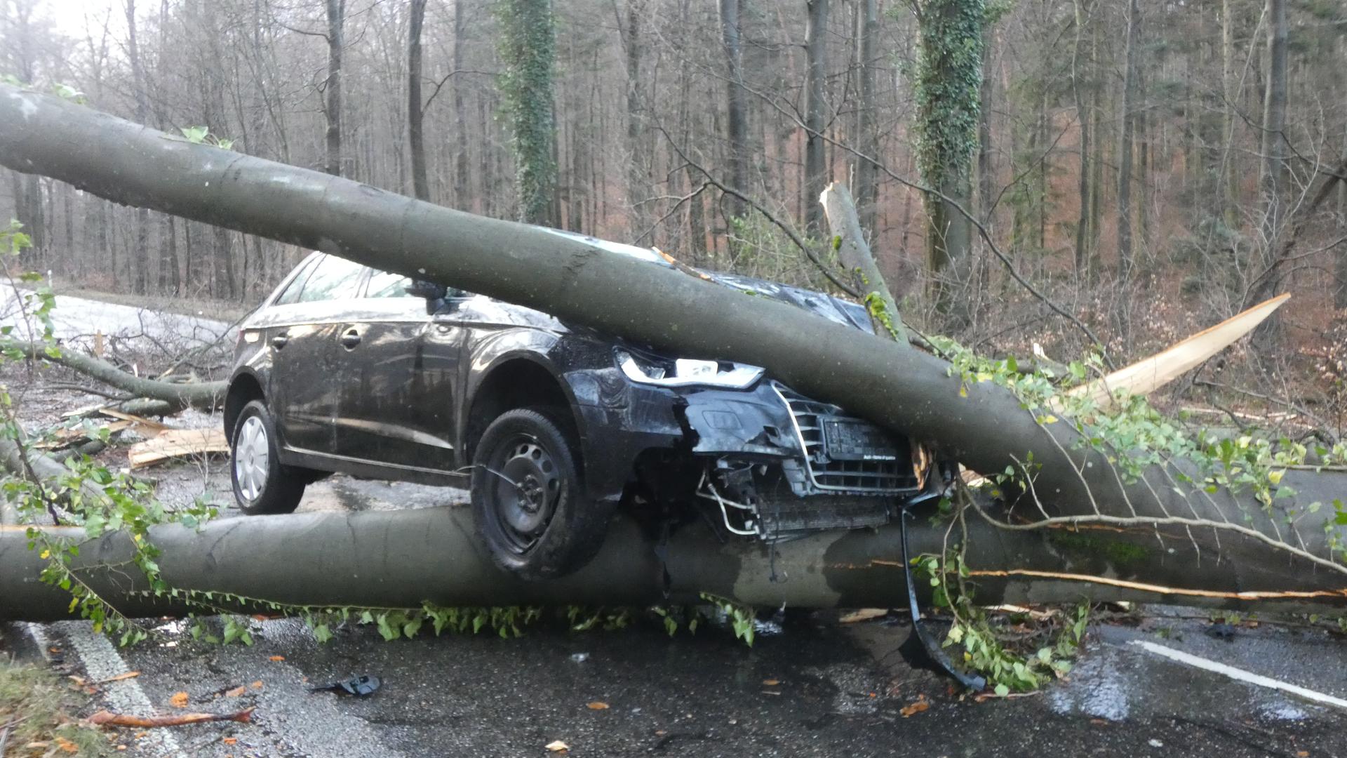 Auf der Landstraße in Richtung Ettlingen-Spessart ist ein Auto mit einem umgestürzten Baum kollidiert.