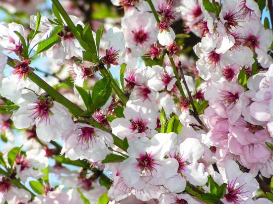 Das Mandelblütenfest in Gimmeldingen ist wegen des Coronavirus abgesagt.