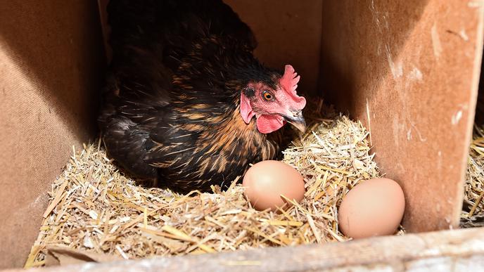 Eier vor der Haustüre: Der Verein Neue Almende aus Grötzinge hält Hühner auf einer Streuobstwiese. Die Eier teilen die Parteien der Gruppe untereinander auf. Die Hühner spazieren frei in ihrem Gatter herum.