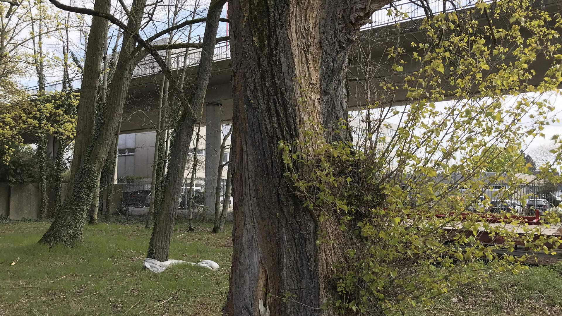 Die Spuren des Kampfjet-Absturzes sind an einem Baum nahe der Bannwaldallee bis heute zu sehen.