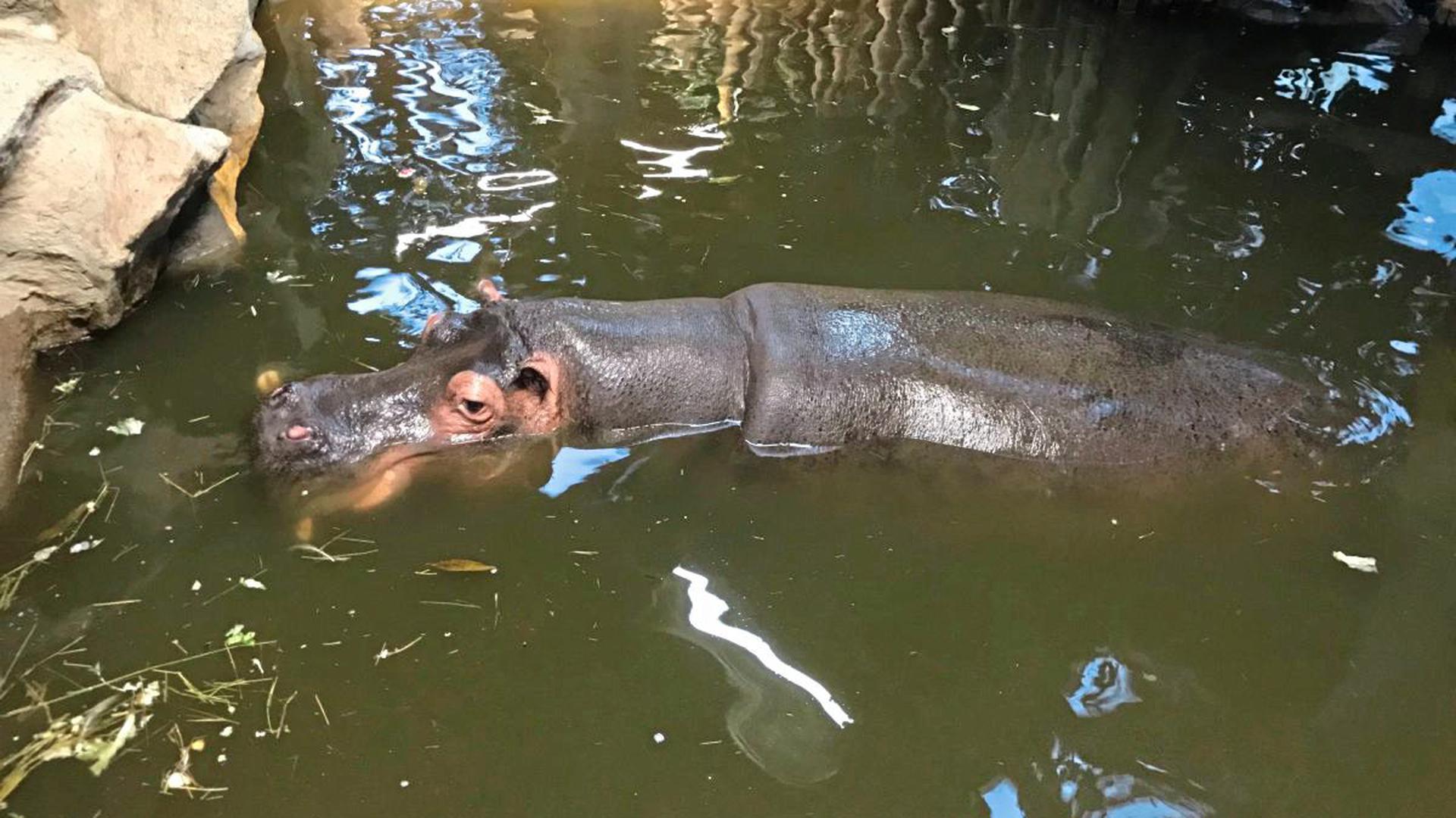 Verhaltensänderung nach Tod von Flusspferd-Baby: Mutter Kathy liegt mitunter teilnahmslos im Wasser.