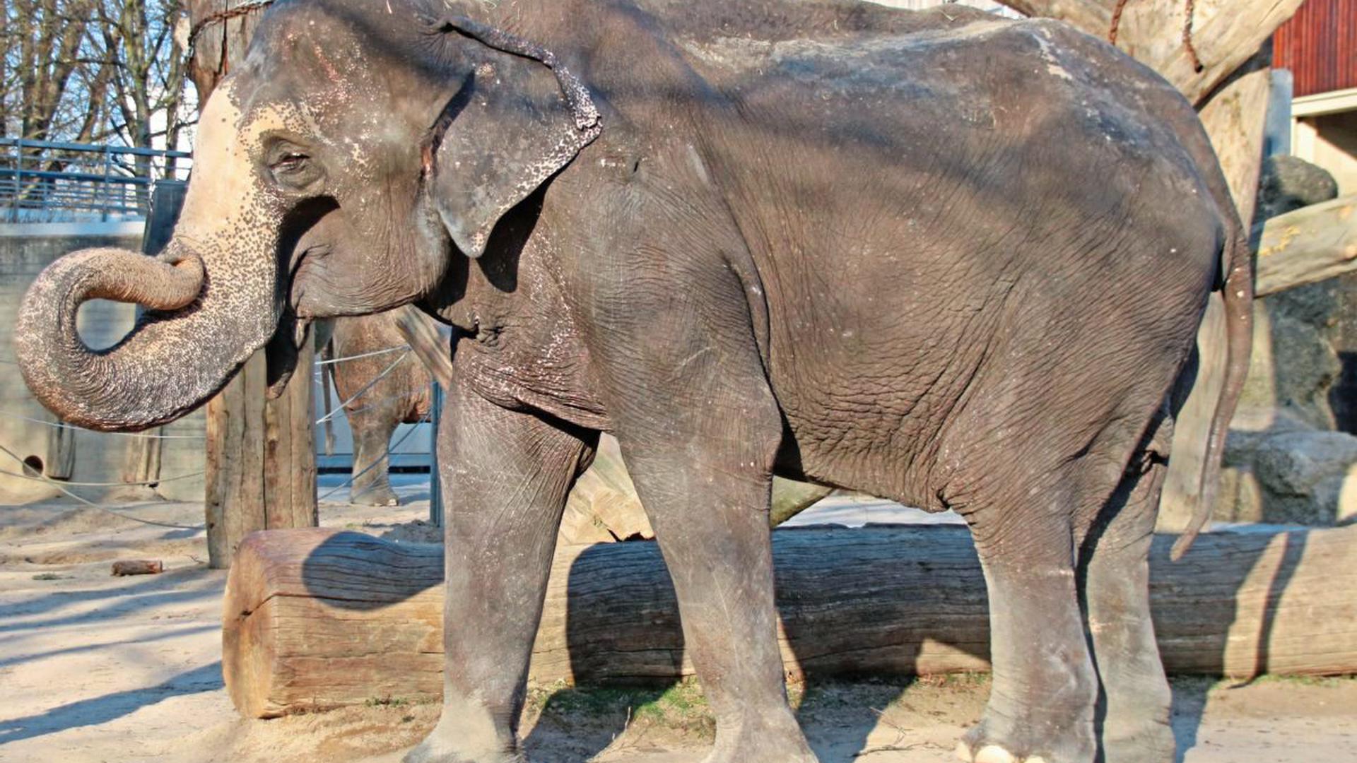 Trauer im Karlsruher Zoo: Rani, Deutschlands ältester Elefant, ist tot.