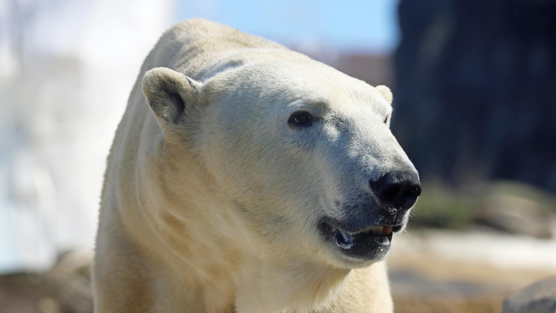 Für Eisbär Kap gab es in den vergangenen Wochen zusätzliches Training. Nun hat er Stereotype, die er nach Nikas Tod im Winter zeigte, wieder abgelegt.