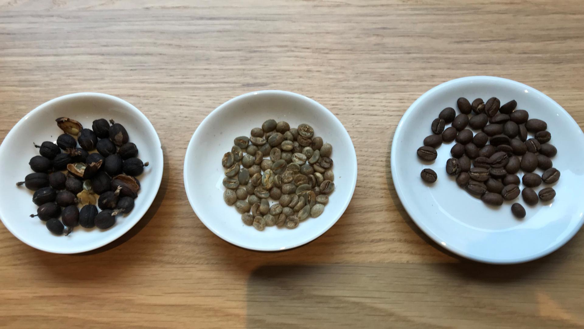 Von der Kaffeekirsche (links) über den Rohkaffee bis zu den gerösteten Bohnen (rechts).