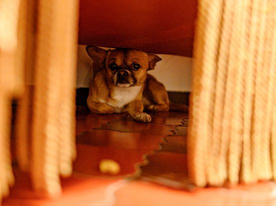 Zum Themendienst-Bericht vom 22. November 2019: Die Böllerei rund um Silvester lässt viele Hunde panisch unterm Sofa verschwinden.