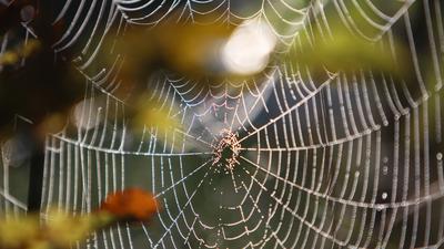 Ein Spinnennetz hängt am Dienstag (22.09.2009) an herbstlich gefärbten Blättern bei Ebenhofen (Schwaben). Altweibersommer mit Temperaturen zwischen 19 und 25 Grad herrscht derzeit in Bayern. Foto: Karl-Josef Hildenbrand dpa/lby +++ dpa-Bildfunk +++