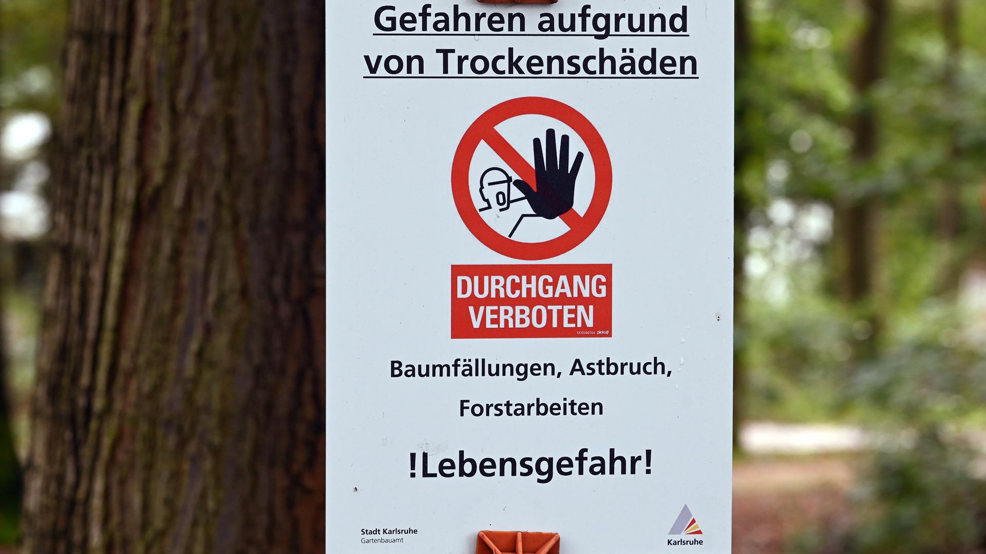 In den Wäldern um Karlsruhe haben vor allem Buchen Trockenschäden und drohten zu brechen. In der Waldstadt mussten daher 2019 viele Wege gesperrt werden.