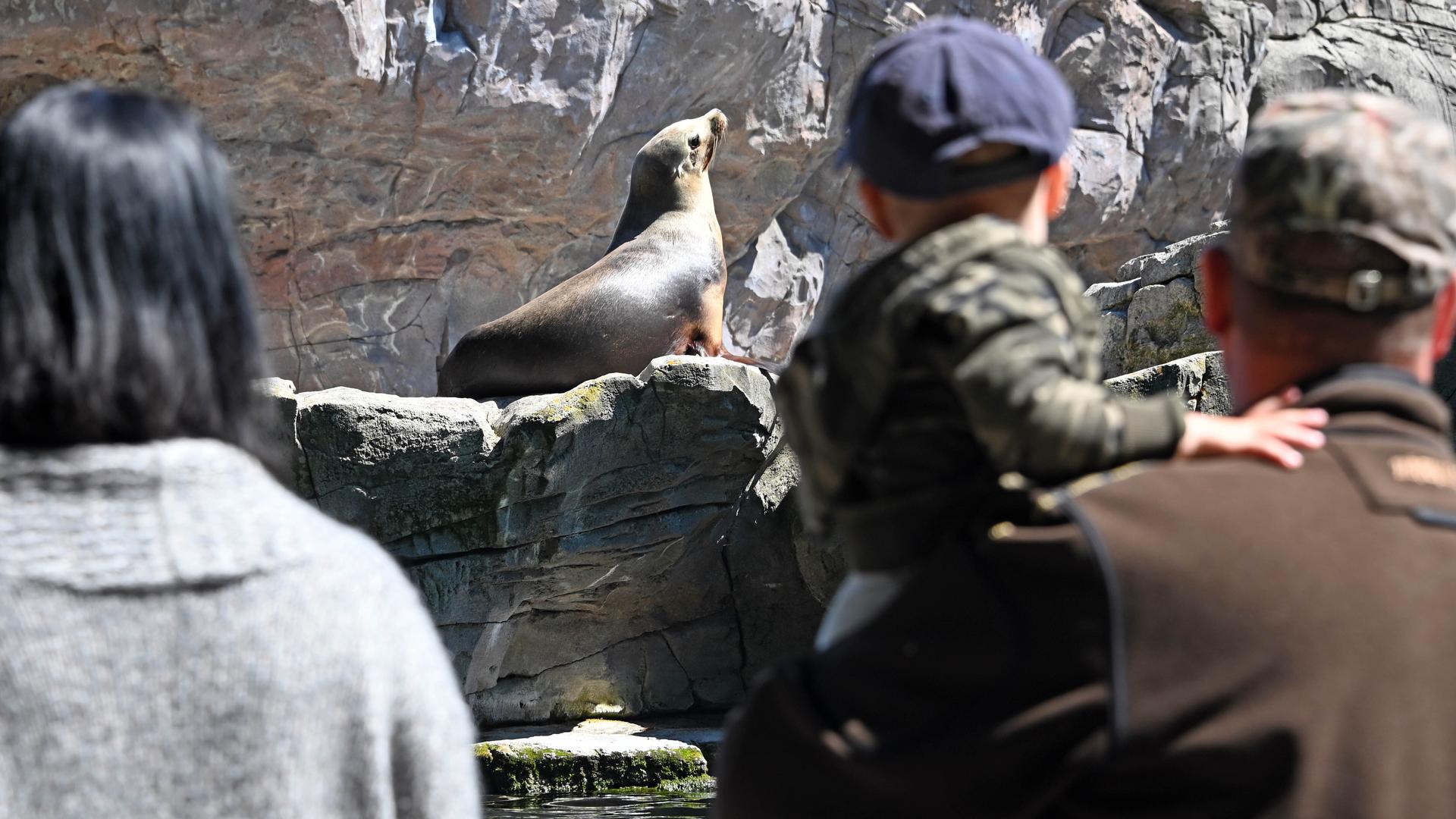 Besucher des Karlsruher Zoos stehen am Seelöwen Gehege. 