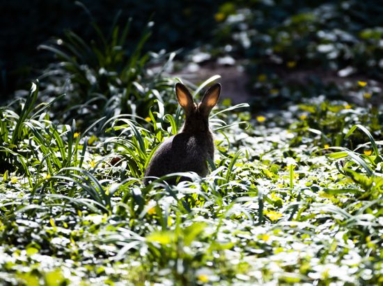 Ein Kaninchen sitzt in Berlin-Wilmersdorf auf einer Wiese. 