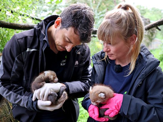 Die kleinen Roten Pandas werden in Karlsruhe erstmals von Zootierarzt Lukas Reese untersucht. Biologin Sandra Dollhäupl unterstützt bei der Kontrolle.