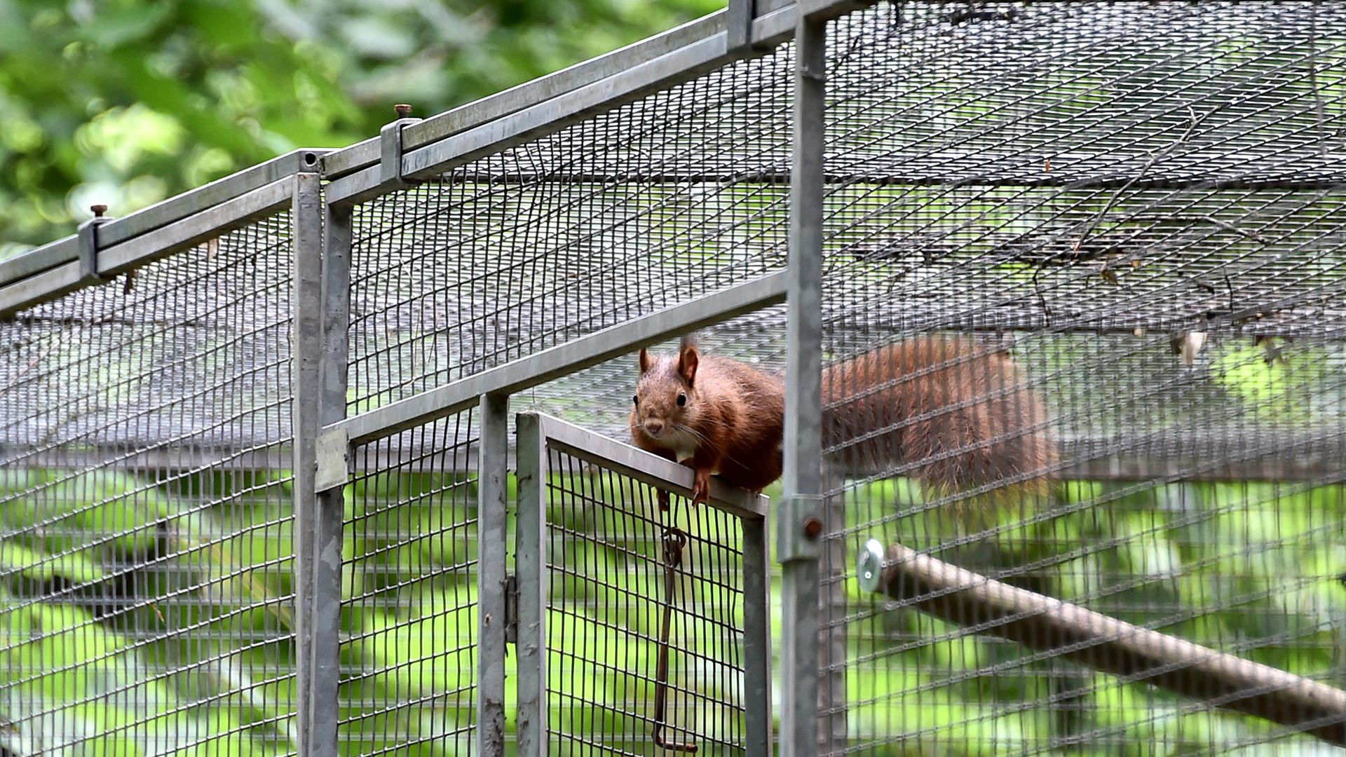 Blick in die Freiheit: Zwei Eichhörnchen wurden jetzt im Oberwald ausgewildert, nachdem sie zuvor von Tierfreunden des Vereins WiTAS aufgepäppelt worden waren.
