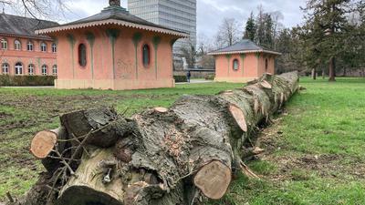 Forstarbeiten: Die typische Parklandschaft zwischen den chinesischen Teehäuschen und dem Karlsruher Wildparkstadion verändert ihr Gesicht. Mancher Baum-Methusalem muss weichen.