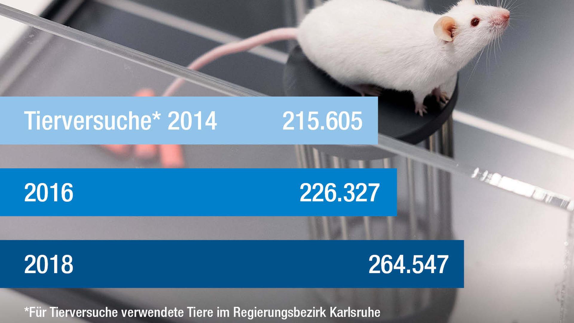 Erstmals mehr als eine halbe Million Versuchstiere in Baden-Württemberg: Die meisten Versuche genehmigt das Regierungspräsidium Karlsruhe.