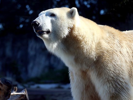 Eisbärin Charlotte zieht weiter – nach drei Jahren im Karlsruher Zoo soll sie in Italien ein neues Zuhause finden.