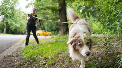 Australian-Shepherd-Rüde "Toni" führt Corinna Speicher an der lange Leine auf der Fährte eines anderen Hundes.